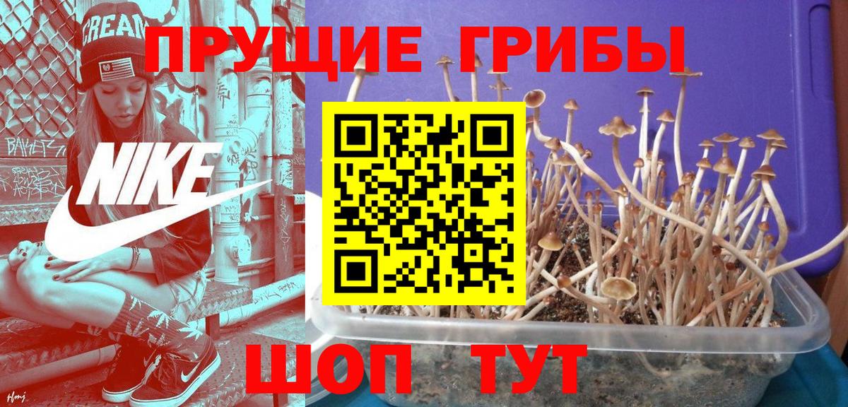 наркота  Вход с VPN  Бийск  Галлюциногенные грибы GOLDEN TEACHER 